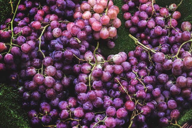 Colheita de uva vermelha madura uva vermelha com ramo no carpe verde
