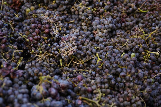 Colheita de uvas azuis para produção de vinho