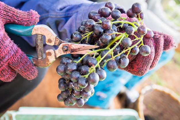 Colheita de uvas na vinha