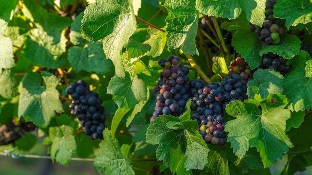 Colheita de uvas naturais ao amanhecer