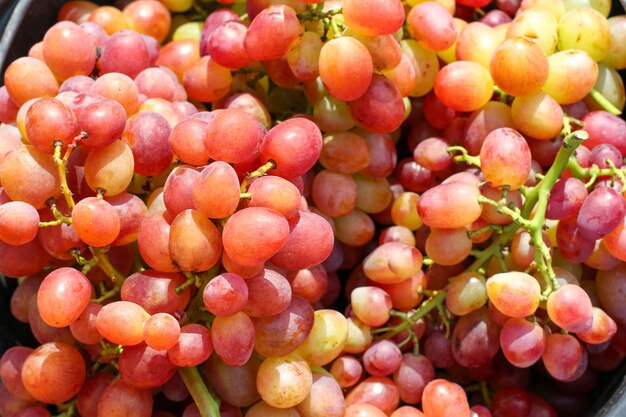 Colheita de uvas nos vinhedos Close up de uvas rosa em uma caixa de madeira Vinícola e colheita