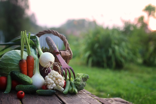 Colheita de vegetais frescos natureza ao ar livre