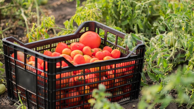 Colheita de vegetais uma caixa de tomates no jardim