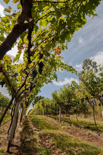 Colheita e produção de uvas na serra catarinense Brasil Local de produção de uvas de altitude cabernet merlot sauvignon carmenere entre outras