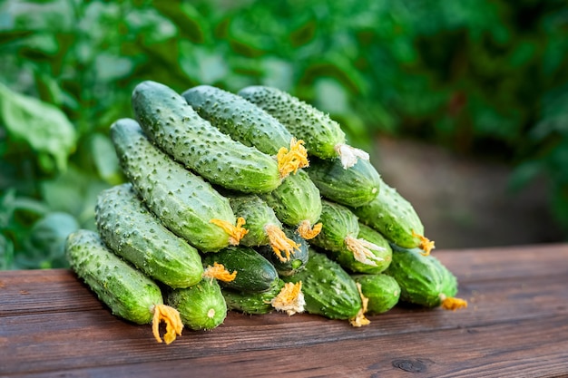 Colheita fresca de pepinos em uma superfície de madeira contra um fundo de vegetação