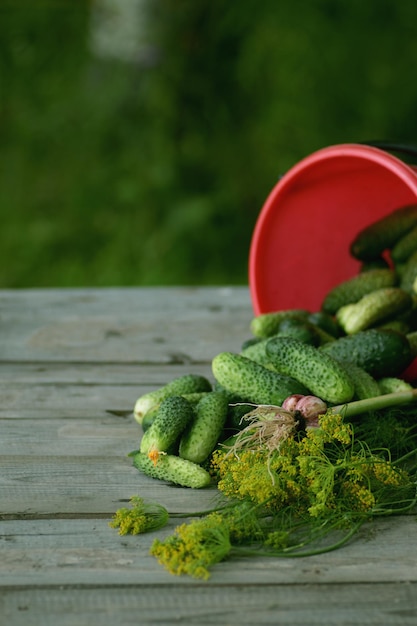 Colheita fresca de pepinos