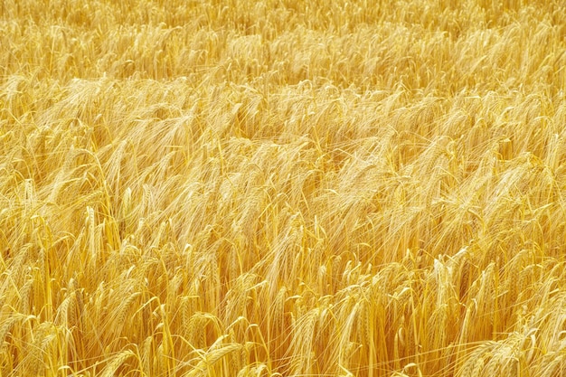 Colheita madura da natureza Trigo Cortado tiro de colheitas de trigo soprando na brisa