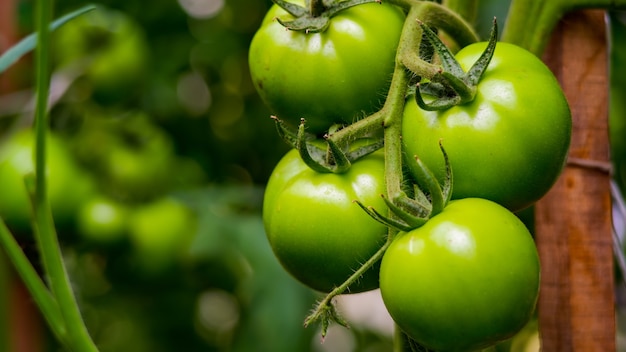 Foto colheita madura de tomates nos arbustos na estufa.