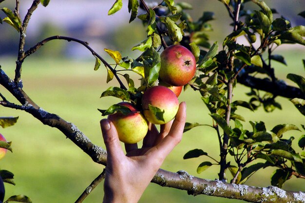 Foto colheita manual de maçãs frescas e maduras de uma árvore de jardim