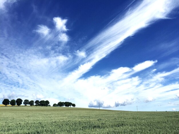 Foto colheita no campo