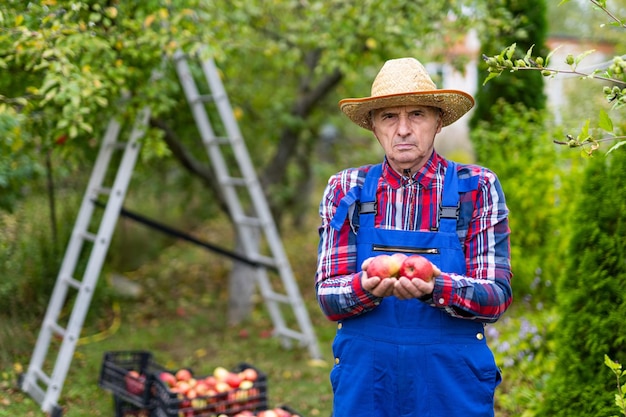 Colheita sazonal de frutas de verão Bonito jardineiro de maçã de chapéu e uniforme
