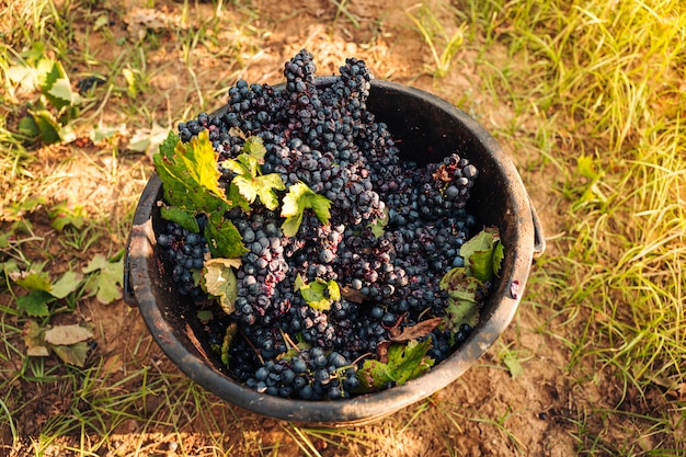 Colheita sazonal de uvas Primitivo na vinha