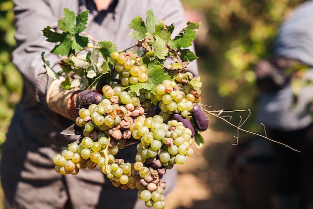 Colheita sazonal de uvas primitivo na vinha