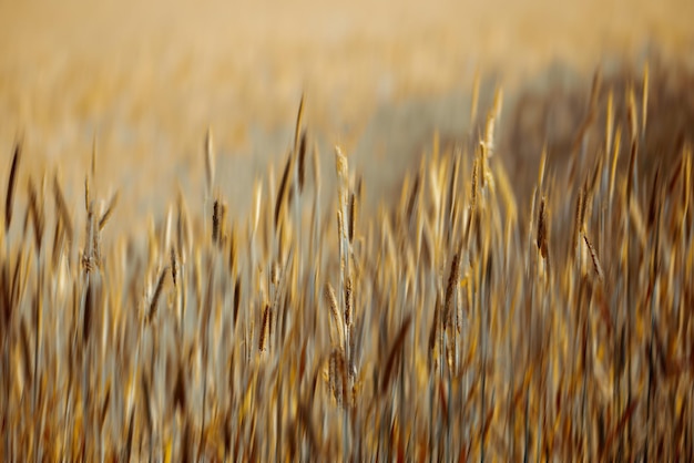 Colheita Uma foto de um campo rural vibrante na colheita