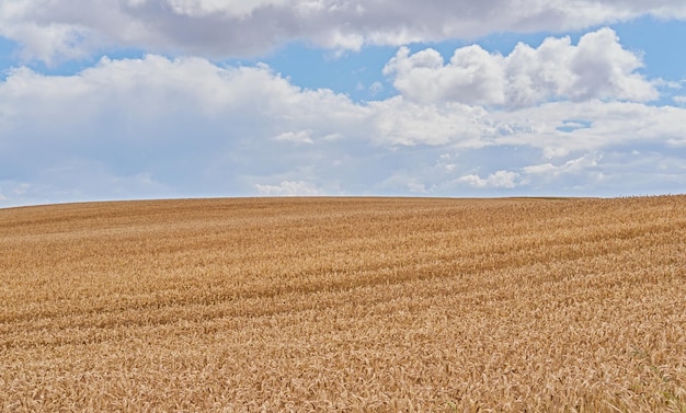 Colheita Uma foto de um campo rural vibrante na colheita