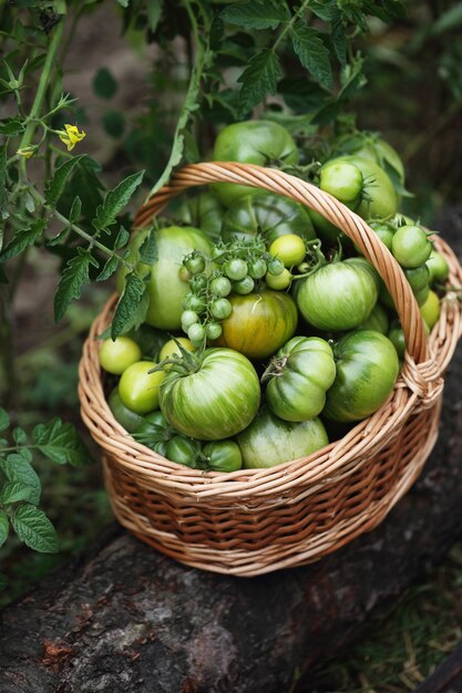 Colheita verde de tomates orgânicos em uma cesta