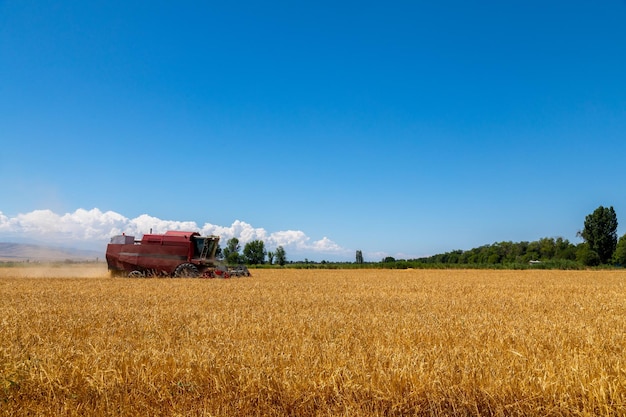 Colheitadeira colhendo trigo no campo agrícola