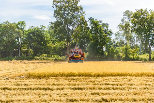 Colheitadeira em ação no campo de arroz. A colheita é o processo de coleta de uma colheita madura