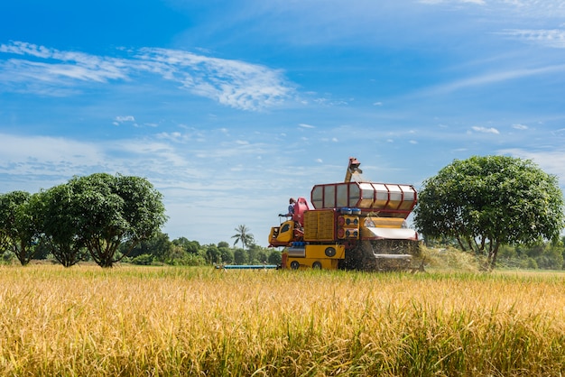 Colheitadeira em ação no campo de arroz. A colheita é o processo de coleta de uma colheita madura