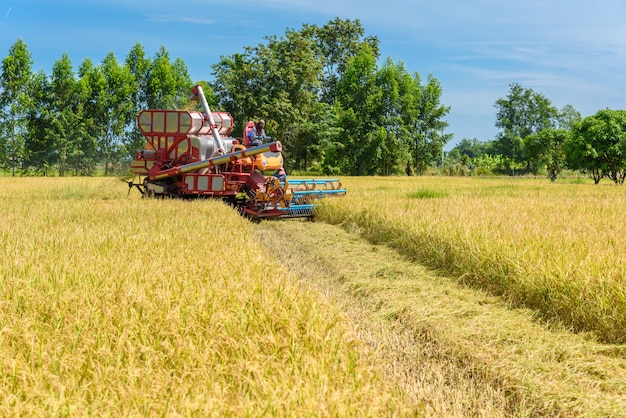 Colheitadeira em ação no campo de arroz. A colheita é o processo de coleta de uma colheita madura