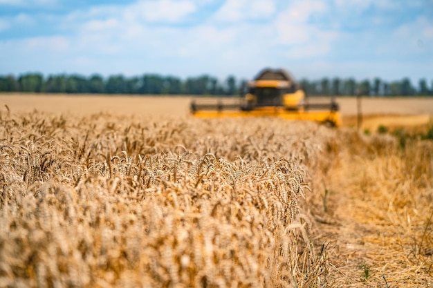 Colheitadeira em ação no campo de trigo A colheita é o processo de colher uma colheita madura dos campos