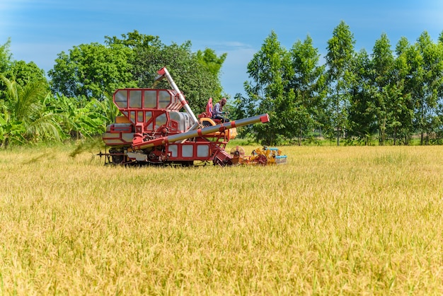 Colheitadeira em campo de arroz de ação