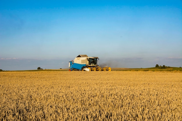 colheitadeira em um campo de trigo com céu azul. tempo de colheita.