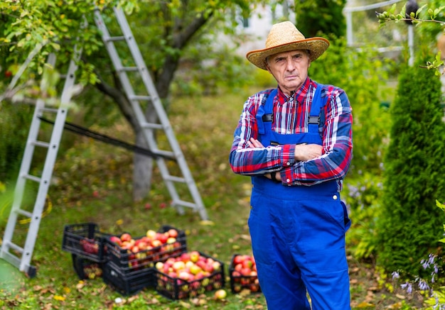 Colheitadeira pegando maçãs maduras trabalho sazonal de jardineiro agrícola em plantas