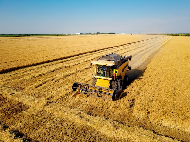 Colheitadeira trabalhando no campo de trigo em um dia ensolarado.