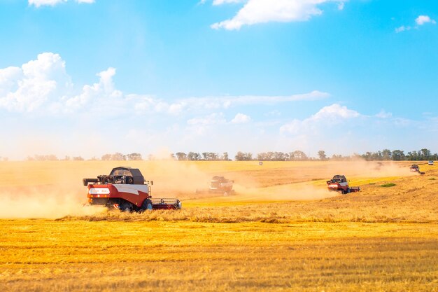 Colheitadeiras colhem grãos em um campo agrícola em um dia de verão Trigo na Rússia