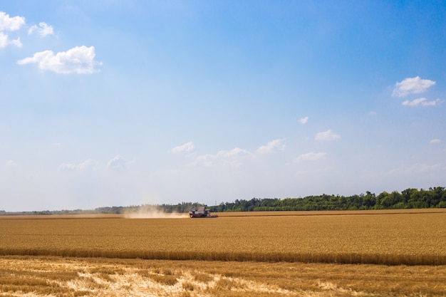 Colheitadeiras em um campo com trigo estão trabalhando na colheita