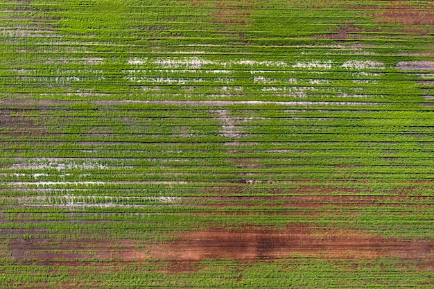 Colheitas danificadas no campo. devido a más condições de criação, solo pobre ou doenças. colheitas agrícolas doentes.