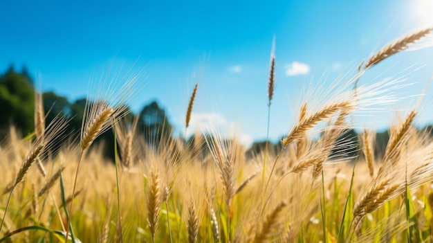 Colheitas de cevada numa paisagem de verão ensolarada