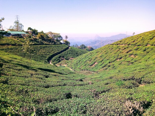 Foto colheitas de chá na estação de colina de munnar vista panorâmica de campo agrícola contra o céu