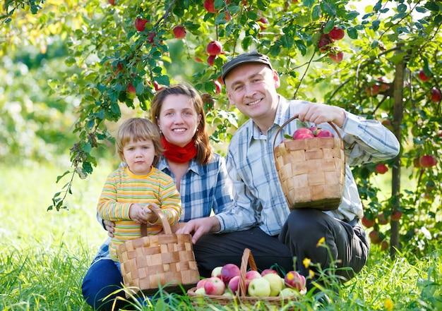 Colheitas de maçãs em família feliz em um jardim ao ar livre