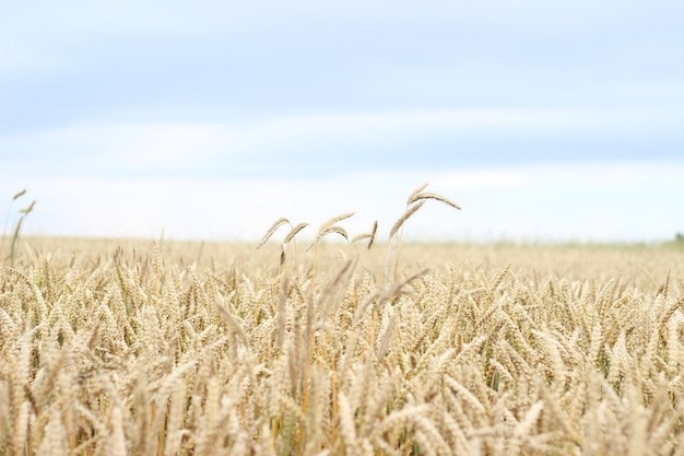 Colheitas de trigo crescendo em uma fazenda contra um céu nublado