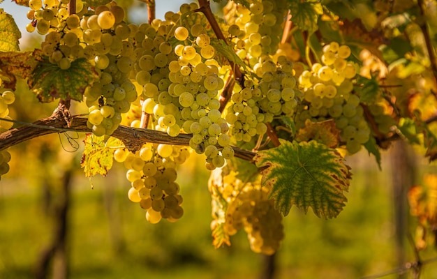 Colheitas de uvas brancas com folhas verdes na videira frutos frescos Colheita no início do outono