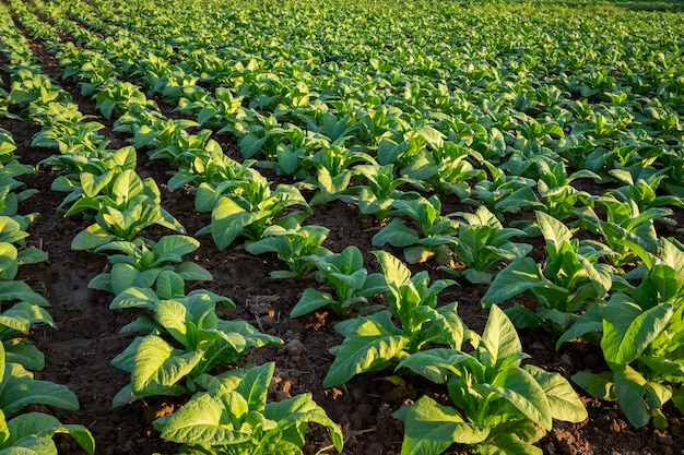 Colheitas grandes da folha do tabaco que crescem no campo da plantação de tabaco.