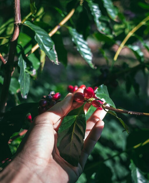 Colhendo bagas de café à mão agricultor café fresco ramo de bagas vermelhas agricultura no cafeeiro