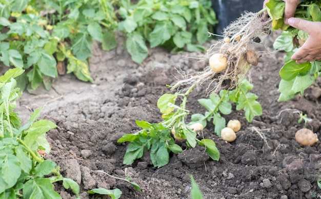 Colhendo batatas do solo batatas recém-cavadas ou colhidas em solo marrom rico