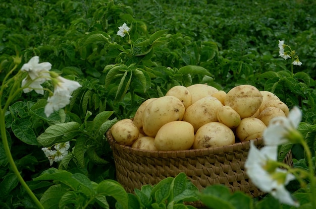 Colhendo batatas novas em uma cesta de vime em um campo de batata verde