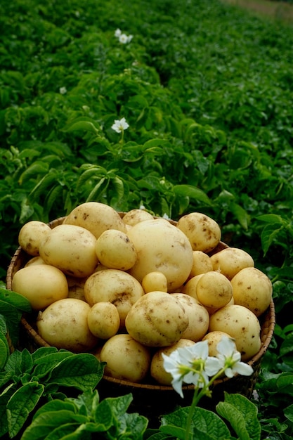 Colhendo batatas novas em uma cesta de vime em um campo de batata verde