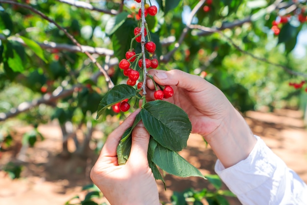 Colhendo cereja fresca em pomar ao ar livre