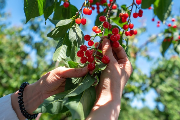 Colhendo cereja fresca em pomar ao ar livre