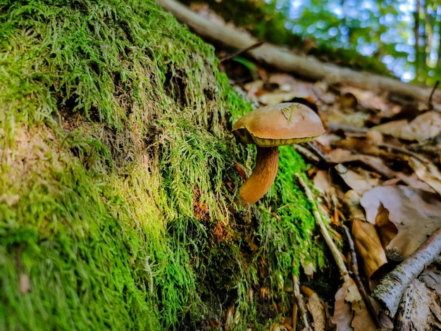 Colhendo cogumelos na floresta