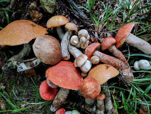 Colhendo cogumelos na floresta