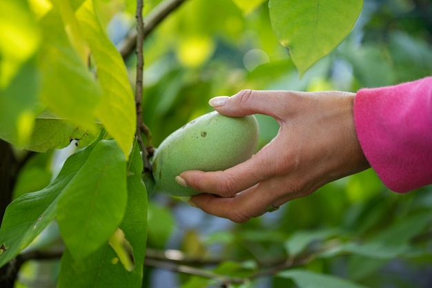 Colhendo frutas asimina