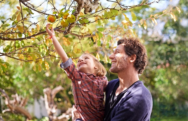 Colhendo maçã pai ou filha no jardim com frutas e feliz amor ao ar livre ou família juntos no pomar Homem passando tempo de qualidade com a filha na nutrição da fazenda de saúde ou árvores de alimentos na natureza