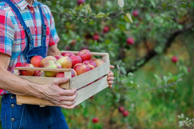 Colhendo maçãs Close de uma caixa com maçãs Um homem com uma cesta cheia de maçãs vermelhas no jardim Maçãs orgânicas
