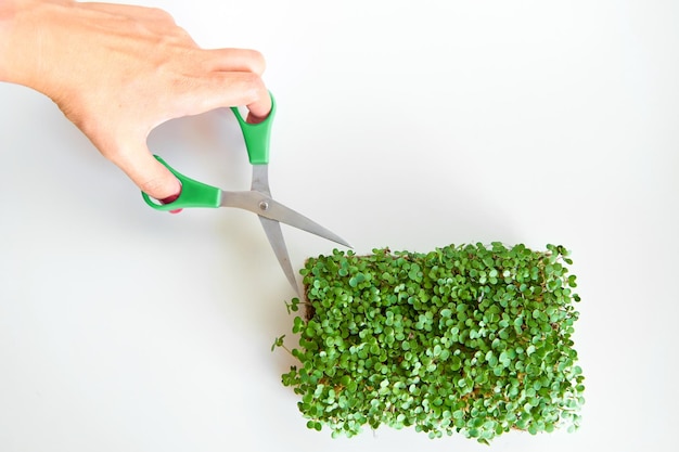 Colhendo microgreens Planta de corte de pessoa com tesoura